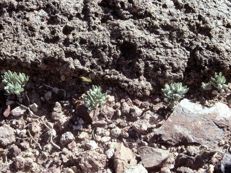 Stylocline intertexta, photographed by Jim Morefield