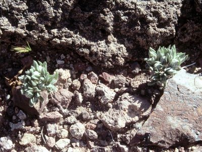 Stylocline intertexta, photographed by Jim Morefield