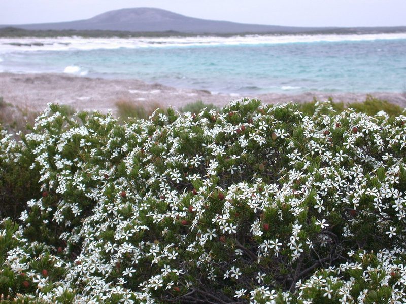 Ricinocarpos megalocarpus, photographed by Daniel S. Katz