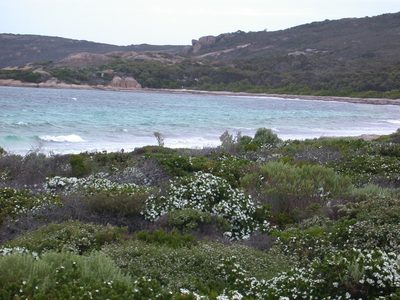 Ricinocarpos megalocarpus, photographed by Daniel S. Katz