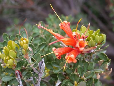 Lambertia inermis, photographed by Daniel S. Katz