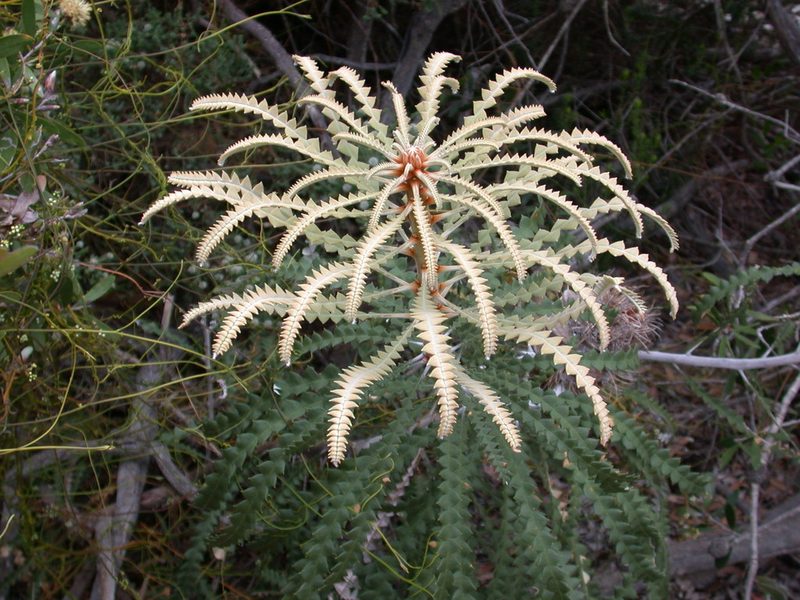 Banksia speciosa, photographed by Daniel S. Katz