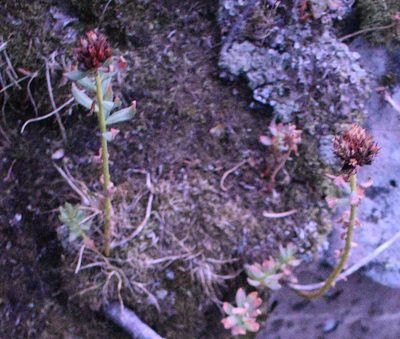 Rhodiola rhodantha, photographed by John Powers