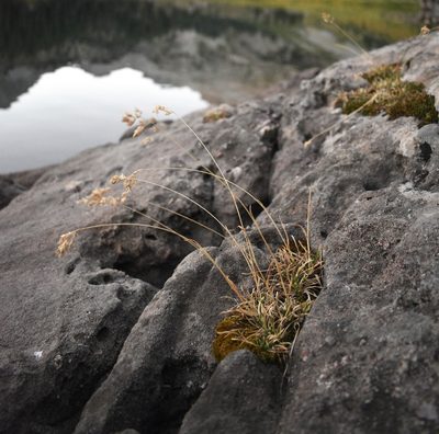 Poa alpina, photographed by John Powers