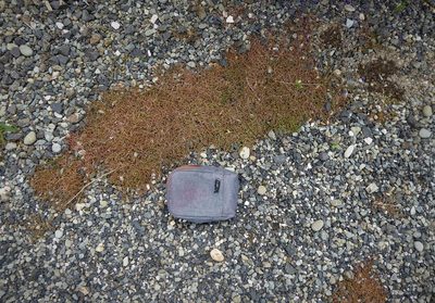 Crassula mataikona, photographed by Aalbert Rebergen