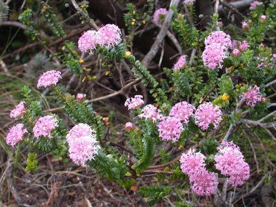 Pimelea ferruginea, photographed by Daniel S. Katz