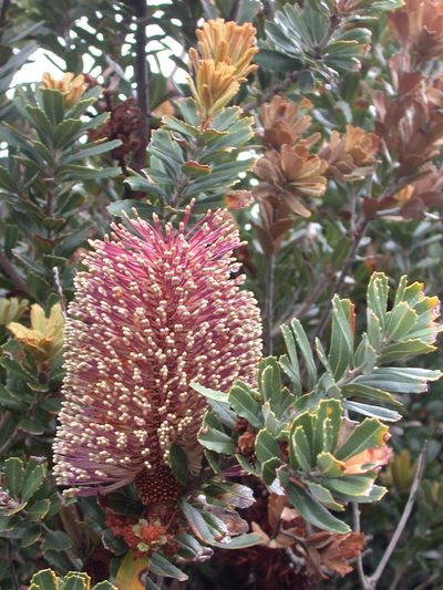 Banksia praemorsa, photographed by Daniel S. Katz
