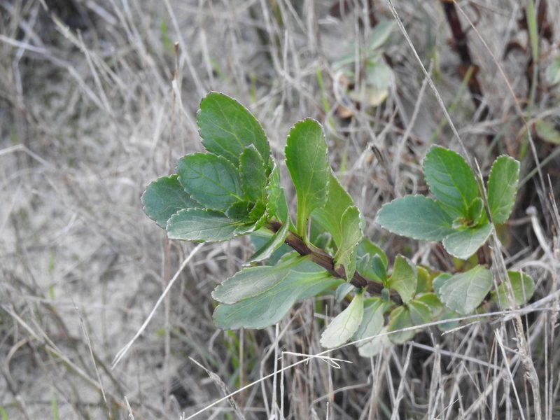 Scrophularia frutescens, photographed by Duarte Frade
