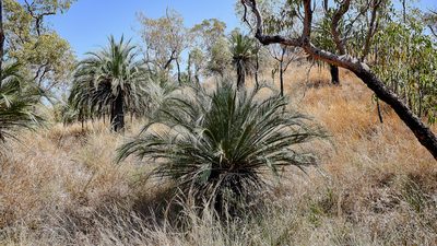Macrozamia moorei, photographed by garywwilson