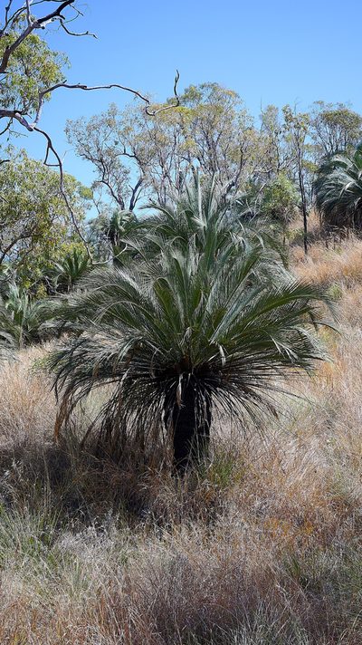 Macrozamia moorei, photographed by garywwilson
