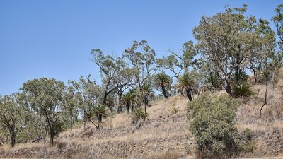 Macrozamia moorei, photographed by garywwilson