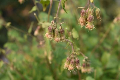 Brickellia grandiflora, photographed by John Powers