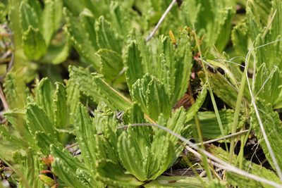 Celmisia prorepens, photographed by Kathy Warburton