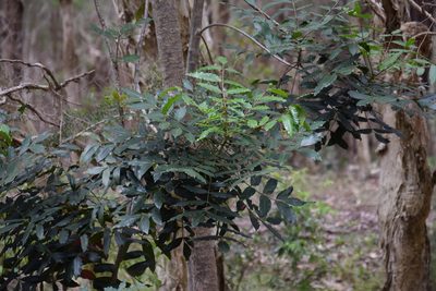 Harpephyllum afrum, photographed by Thomas Mesaglio
