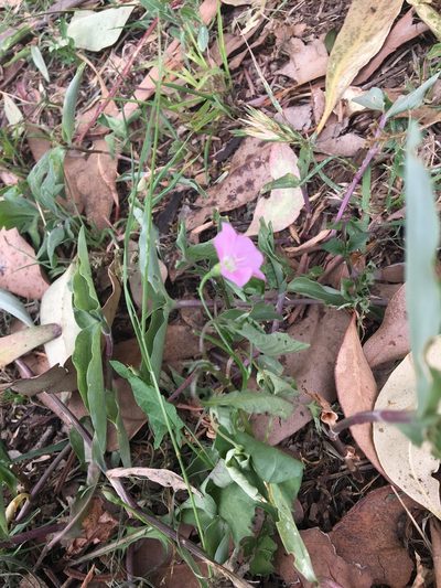Convolvulus erubescens, photographed by Thomas Mesaglio