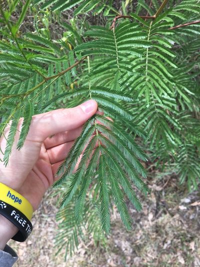 Acacia parramattensis, photographed by Thomas Mesaglio