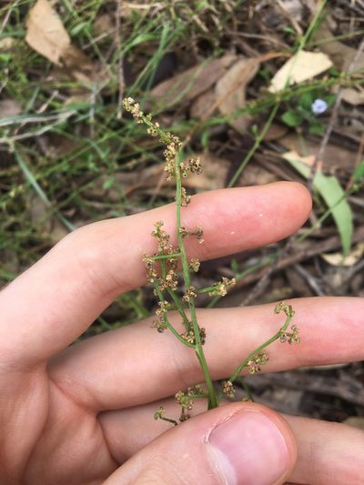 Chenopodium polygonoides, photographed by Thomas Mesaglio