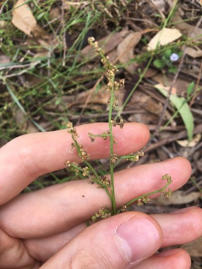 Chenopodium polygonoides, photographed by Thomas Mesaglio