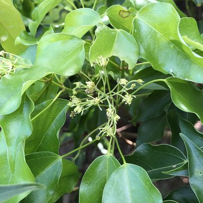 Acer oblongum, photographed by Takaaki Hattori