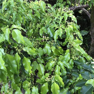 Acer oblongum, photographed by Takaaki Hattori