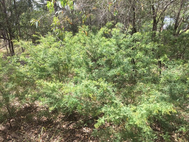 Acacia pubescens, photographed by Thomas Mesaglio
