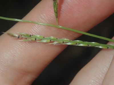 Eriochloa pseudoacrotricha, photographed by Thomas Mesaglio