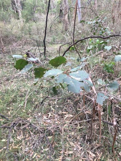 Eucalyptus amplifolia, photographed by Thomas Mesaglio