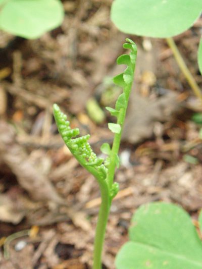 Botrychium minganense, photographed by Lindsey K. Wise