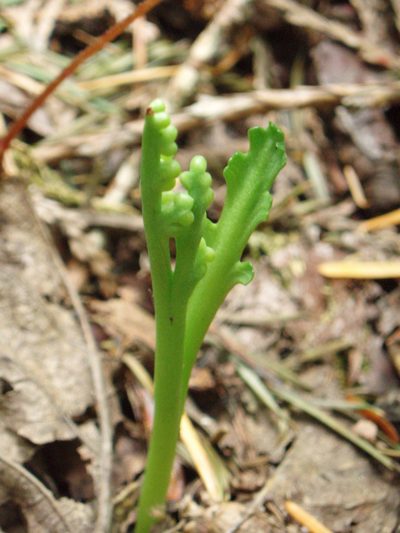 Botrychium montanum, photographed by Lindsey K. Wise