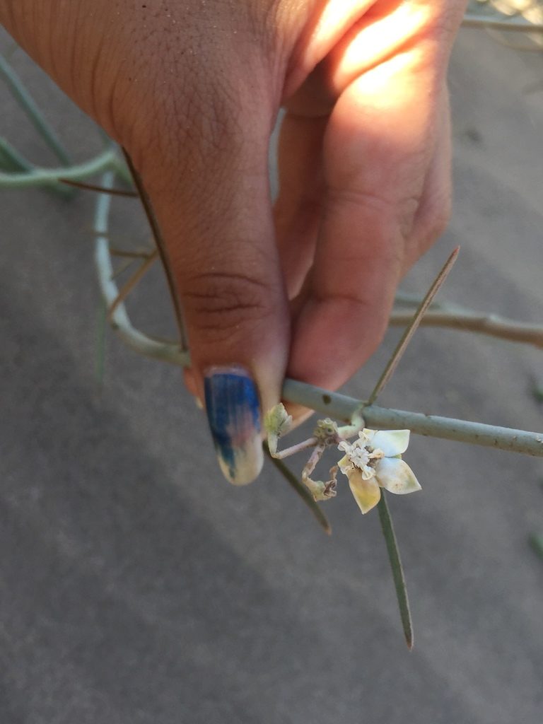 Asclepias subaphylla, photographed by Enrique Martínez Núñez