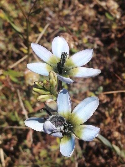 Ixia monadelpha, photographed by sharndreheuvel