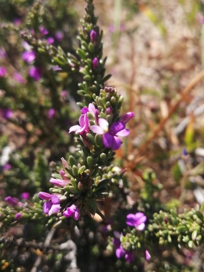 Muraltia macropetala, photographed by sharndreheuvel