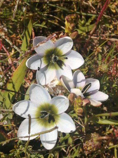 Ixia monadelpha, photographed by sharndreheuvel