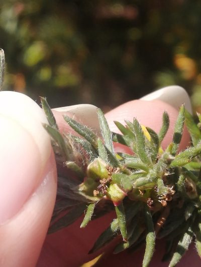 Cliffortia hirta, photographed by sharndreheuvel