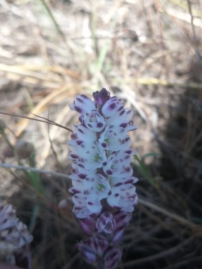 Lachenalia contaminata, photographed by sharndreheuvel