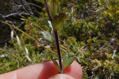Euphrasia laingii, photographed by John Barkla