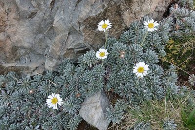 Celmisia hectorii, photographed by John Barkla