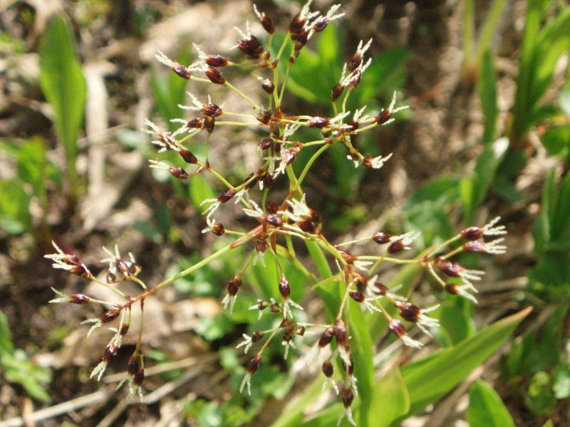 Luzula hitchcockii, photographed by Lindsey K. Wise