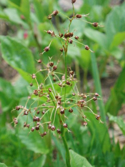 Luzula hitchcockii, photographed by Lindsey K. Wise