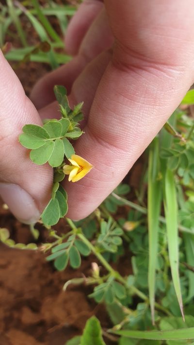 Zornia capensis, photographed by Aaliyah Motala