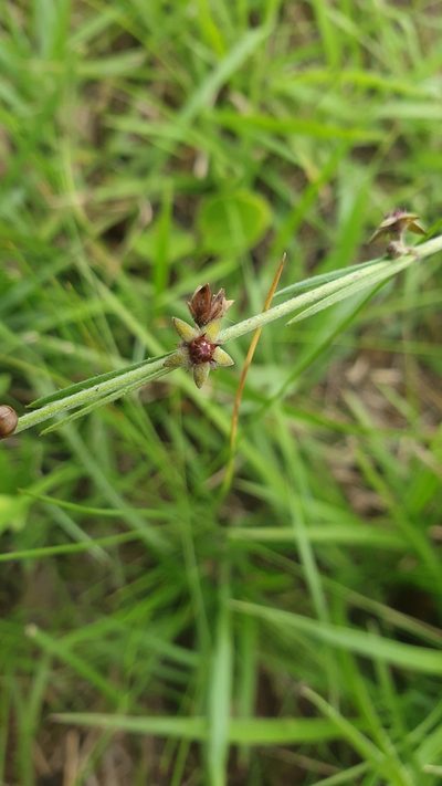 Aspidoglossum carinatum, photographed by Aaliyah Motala