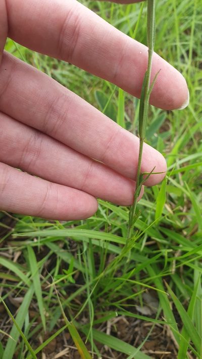 Aspidoglossum carinatum, photographed by Aaliyah Motala