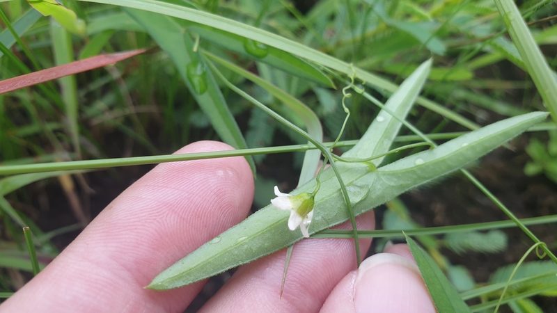 Trochomeria sagittata, photographed by Aaliyah Motala