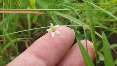 Trochomeria sagittata, photographed by Aaliyah Motala