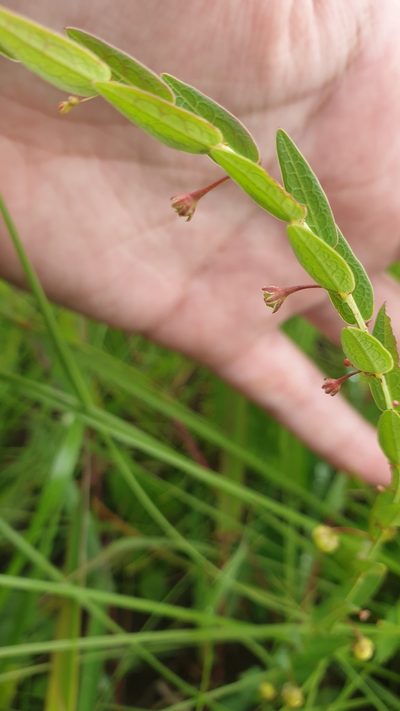Clutia hirsuta, photographed by Aaliyah Motala