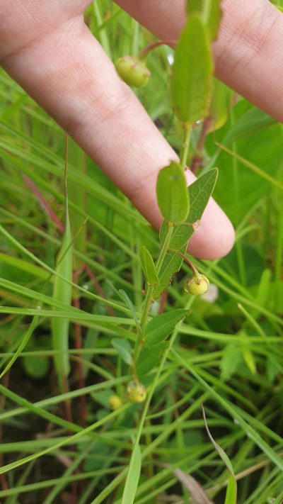 Clutia hirsuta, photographed by Aaliyah Motala