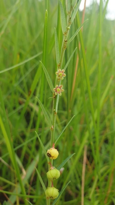 Clutia hirsuta, photographed by Aaliyah Motala