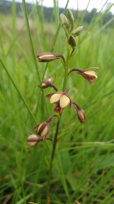 Eulophia tenella, photographed by Aaliyah Motala