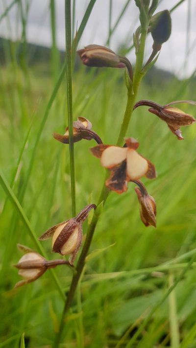 Eulophia tenella, photographed by Aaliyah Motala