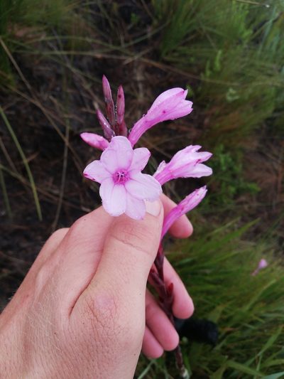 Watsonia knysnana, photographed by Christiaan Viljoen
